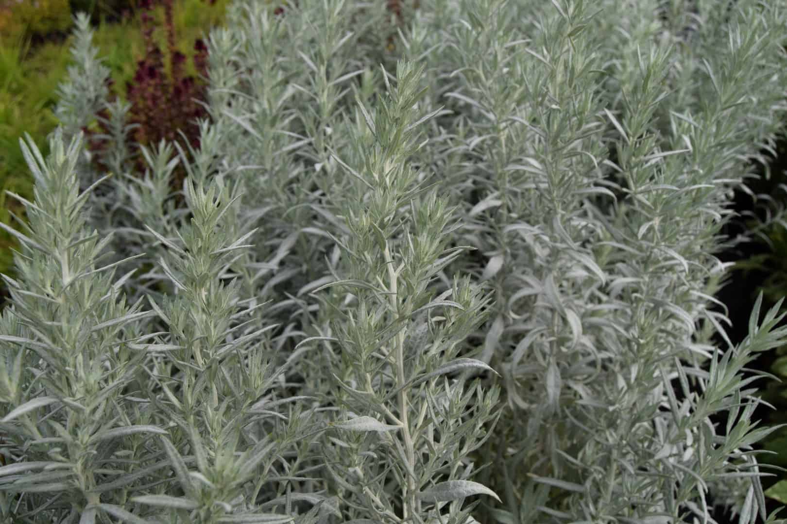 Artemisia ludoviciana 'Silver Queen'